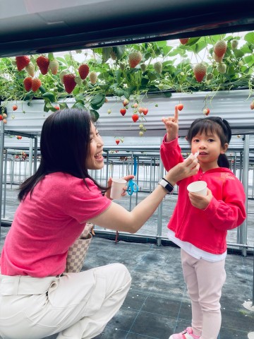 Visit Osaka Izumisano  All You Can Eat Strawberry Picking in Koyasan