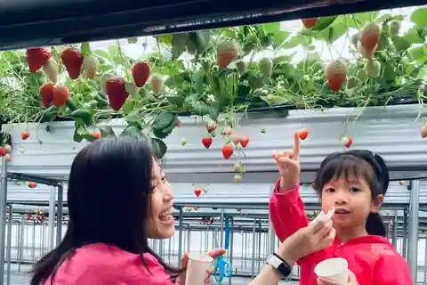 Osaka Izumisano : Cueillette de fraises à volonté