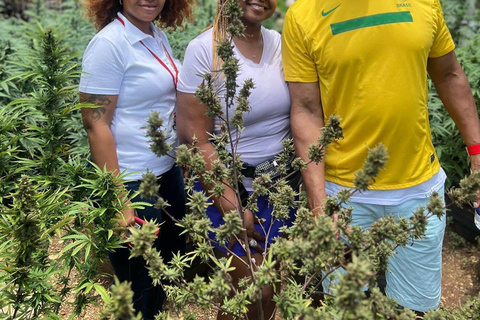 Visite d&#039;une ferme de marijuanaDe Falmouth/ Trelawny