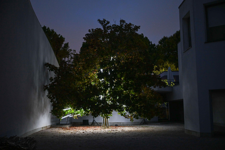 Porto: Serralves Em Luz Immersive Light Show Entry Ticket