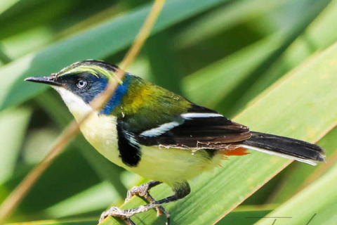 Cusco: Huacarpay Wetlands Birdwatching Tour with Guide
