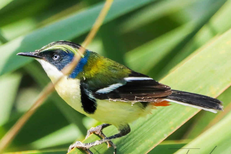 Cusco: Huacarpay Wetlands Birdwatching Tour with Guide