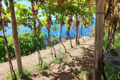 Volastra: Cata de Vinos BarCa en Cinque Terre y Clase de Pesto