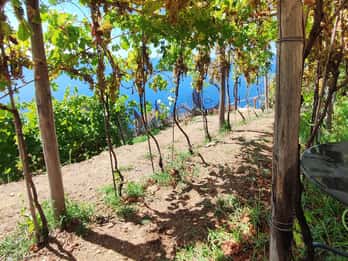 Volastra: BarCa Wine Tasting in Cinque Terre and Pesto Class