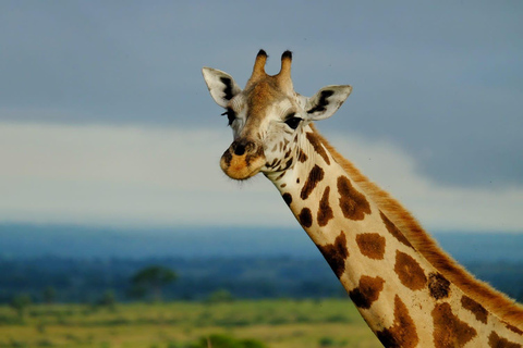 2 jours de safari dans le parc national des chutes Murchison, faune et flore d&#039;Ouganda