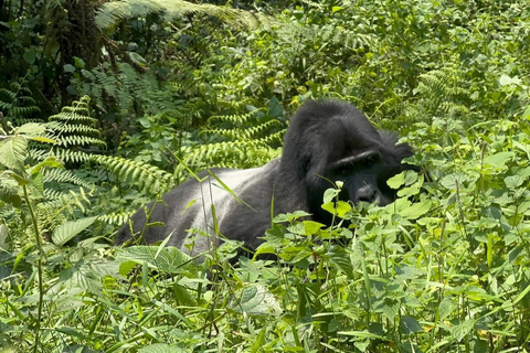 7 Tage Ruanda &amp; Uganda Primaten Trekking &amp; Wildlife Tour