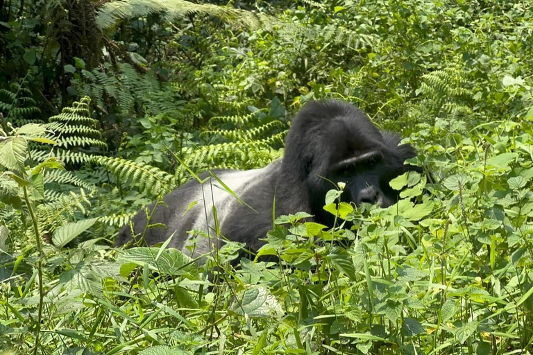 7 dagars Rwanda &amp; Uganda Primates Trekking &amp; Wildlife Tour