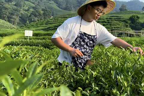Hangzhou Tea Heritage: A Master-led Tea Harvest & Whisking