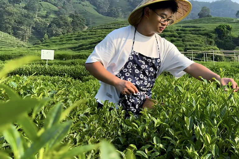Hangzhou Tea Heritage: A Master-led Tea Harvest & Whisking