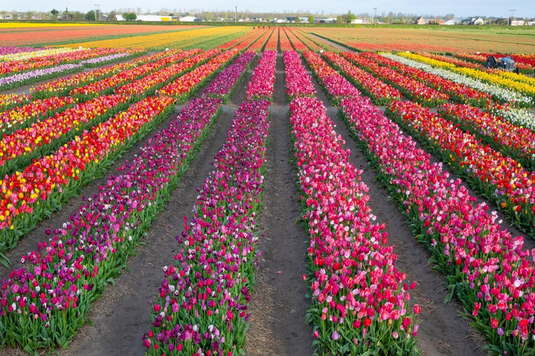 Amsterdam: Tulpenwonderland Tour