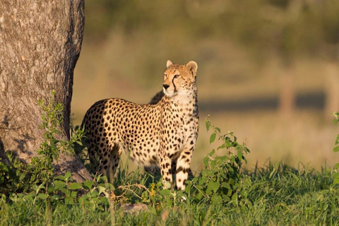 5 Days Migration, Tarangire, Serengeti and Ngorongoro