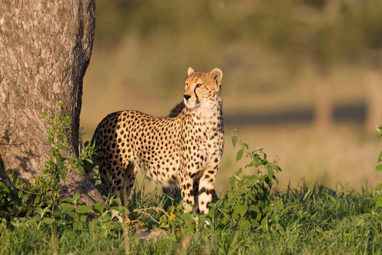 5 jours de migration, Tarangire, Serengeti et Ngorongoro