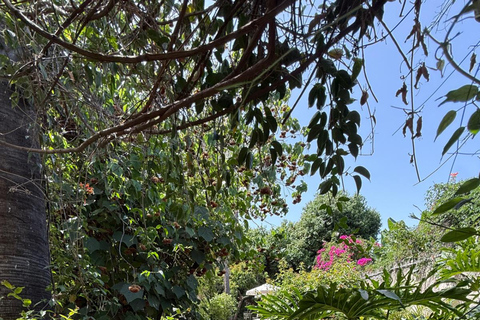 La Palma: tour dello zuccherificio Argual e della Casa Poggio MaldonadoLa Palma: visita allo zuccherificio Argual e alla Casa Poggio Maldonado