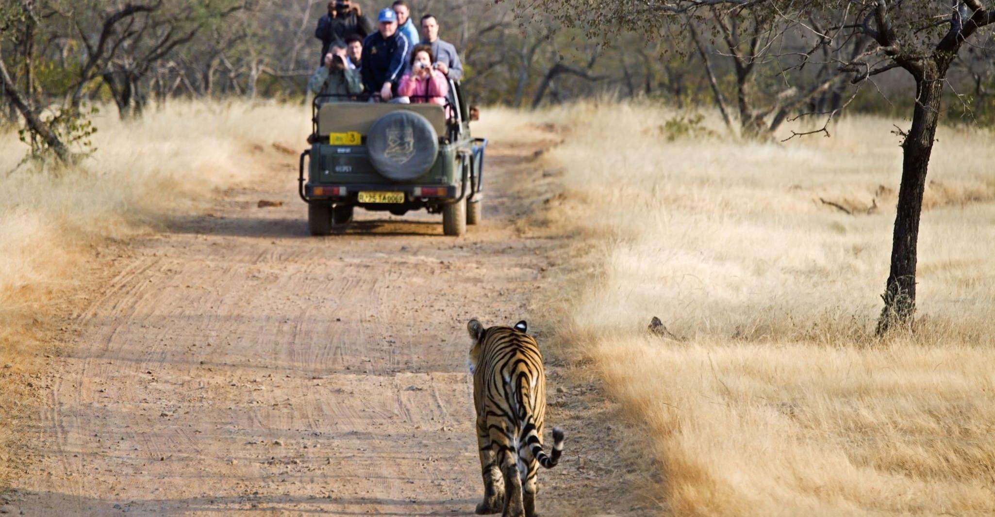 From Jaipur , 2 Days 1 Night Ranthambore Tiger Safari Tour - Housity