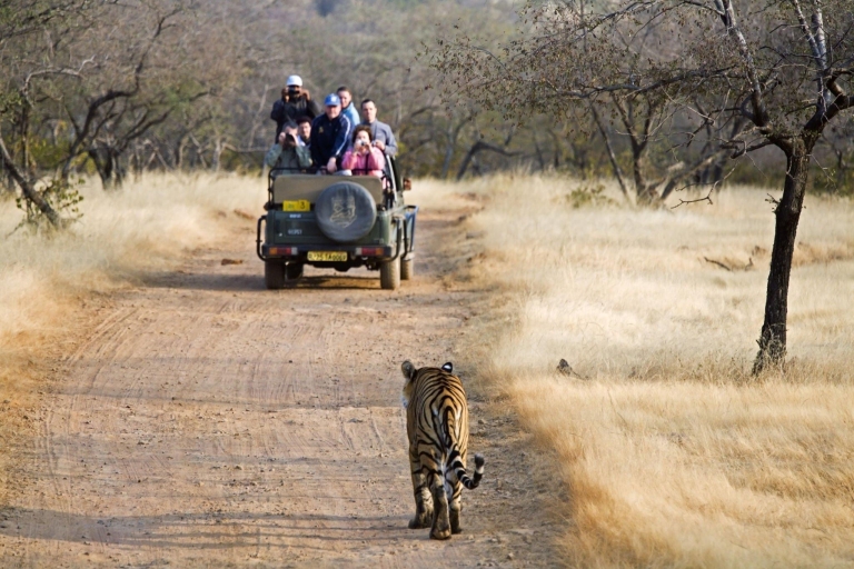 Z Jaipur: 2 dni i 1 noc Ranthambore Tiger Safari TourZdobądź 5-gwiazdkowy hotel, samochód, kierowcę, przewodnika, 2 safari i cały posiłek