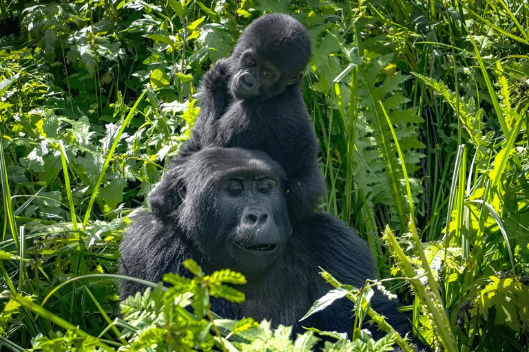 Uganda: 2-Day Gorilla Trekking at Bwindi Impenetrable Park