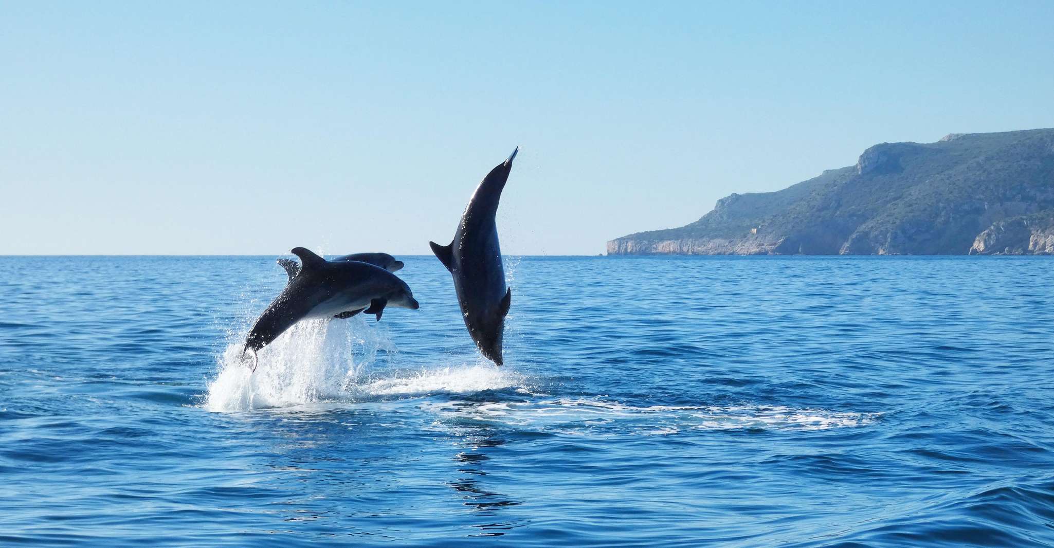 Sesimbra, Dolphin Watching Tour in Arrábida Natural Park, Sesimbra ...