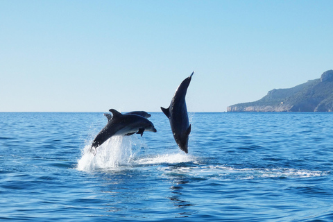 Dolphin Watching in Arrábida Natural Park