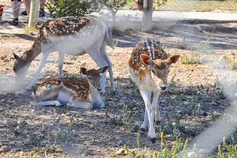 From Hammamet & Sousse: Friguia Animal Park Safari half day