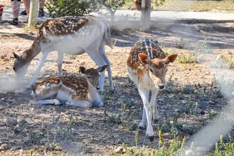 From Hammamet & Sousse: Friguia Animal Park Safari half day