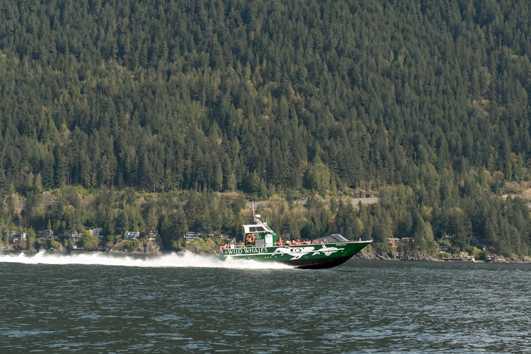 Vancouver: Open-air Whale Watching Tour, Granville Island