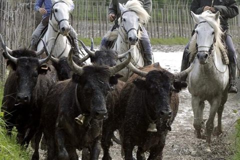 Saintes-Maries de la mer: W sercu historii Camargue