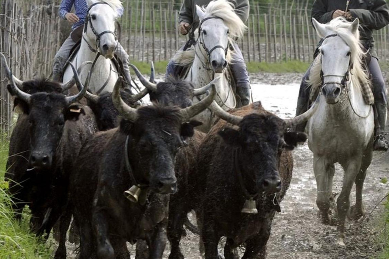 Saintes-Maries de la mer: At the heart of Camargue history