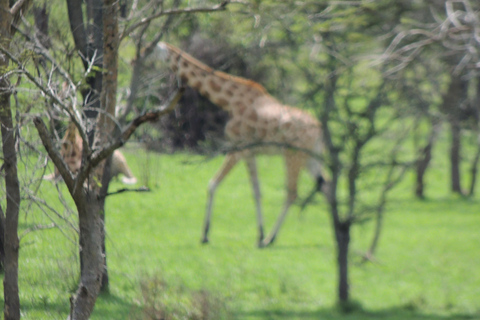 From Entebbe: 3-Day Lake Mburo Safari with Boat Cruise