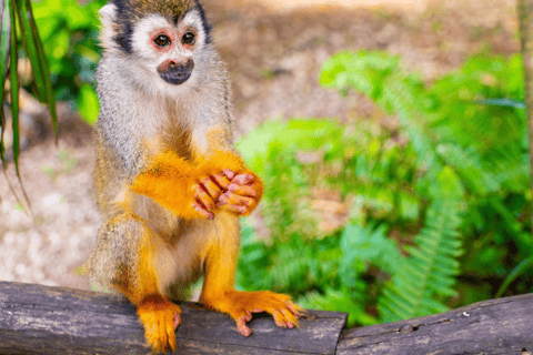 Punta Cana: Safari de meio dia na Terra dos Macacos e Plantação