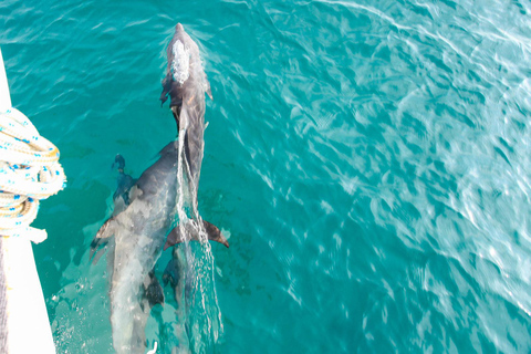 Phuket Dolphin Quest : Expédition sur l&#039;île de Racha et Maiton