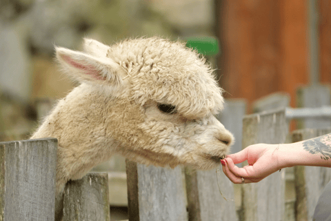 Seoul: Gangwon-do Day Trip with Alpaca World & Nami Island Group Tour with Railbike from Myeongdong