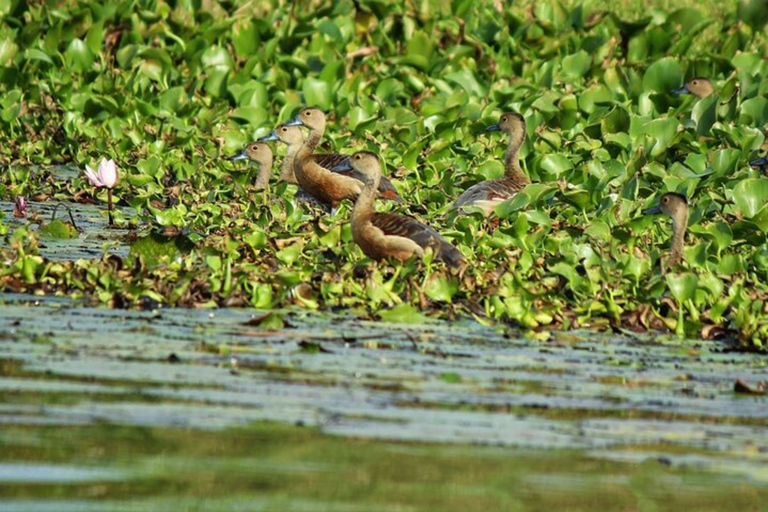 Visit Muthurajawela Wetlands Scenic Boat Ride & Birdwatching