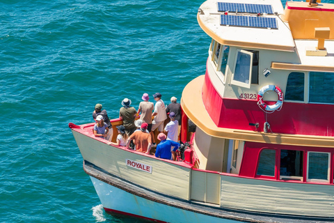 Sydney: Vivid Festival Cruise 90 - minutes