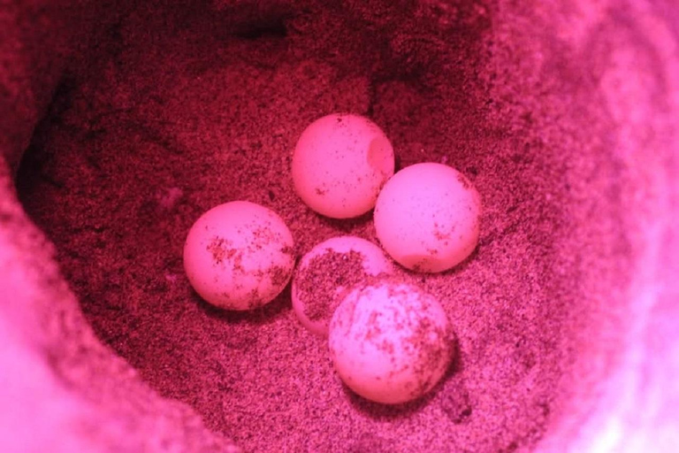 Huatulco: Nighttime Sea Turtle Monitoring guided by a biologist Hiking and Nighttime Sea Turtle Monitoring