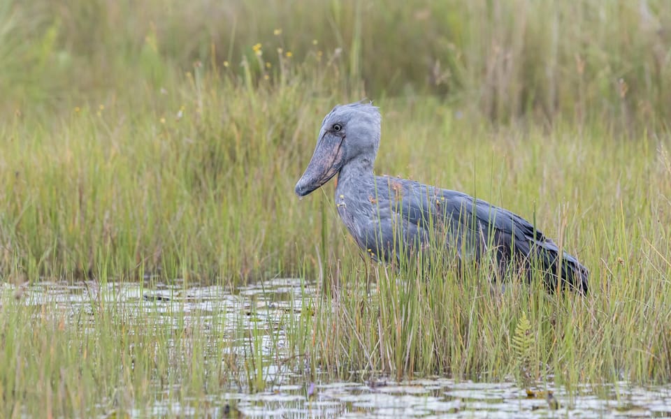 Day Best Of Mabamba Shoebill Tour And Birding Experience Getyourguide