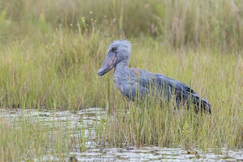 1-Day Best of Mabamba Shoebill Tour and Birding Experience