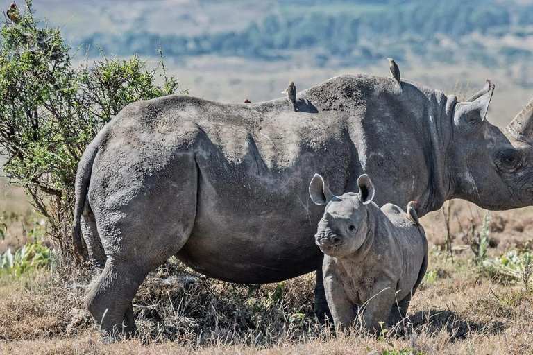 5-Day Tanzania Safari and Culture Tour