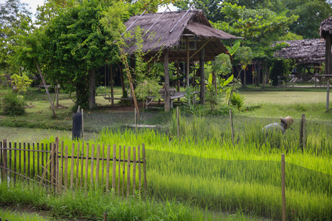 Chiang Mai : Buffles thaïlandais et plantation de riz