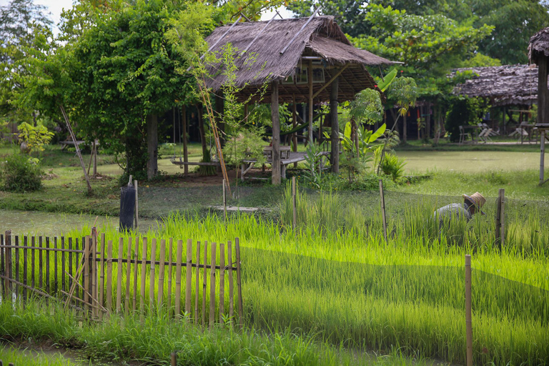 Chiang Mai: Esperienza di coltivazione di bufali e riso thailandeseChiang Mai: Esperienza di piantagione di riso e bufali thailandesi