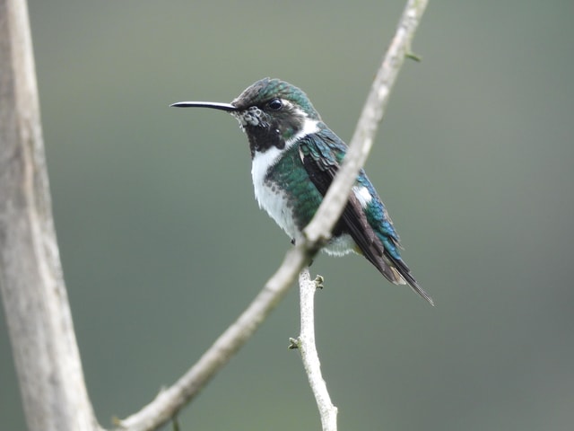 Quito: Pululahua Volcano, Hummingbirds & Equator Day Tour