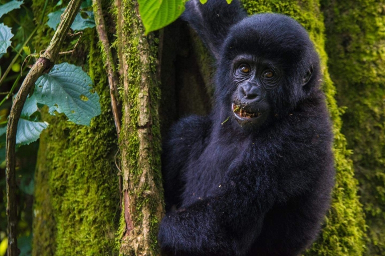 Safari de 4 días con Gorilas y Monos Dorados