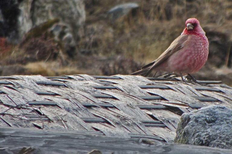 Khare: Mera Peak Climbing Expedition