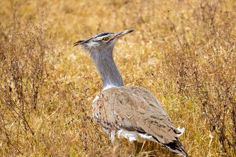 Parque Nacional da Tanzânia: 2 dias 1 noite Selous a partir de Zanzibar