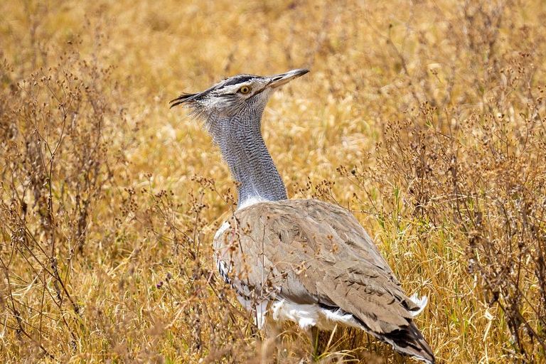 Parco Nazionale della Tanzania: 2 giorni e 1 notte Selous da zanzibar