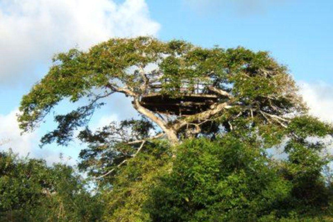 Malindi/Watamu: Half day adventure in Arabuko Sokoke Forest