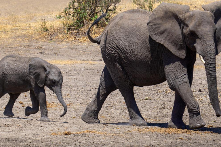 2-Days Mikumi National Park Luxury Safari from Zanzibar