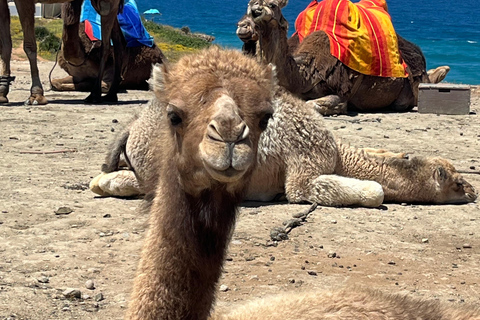 Tangier: Sunset, Tea, Sweets, Camel Ride, and Hercules Caves