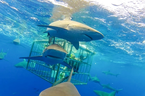 Oahu: ongelooflijke haaienduik van 2 uur aan de noordkust2 uur alleen boot om haaien te kijken in Oahu, geen kooi