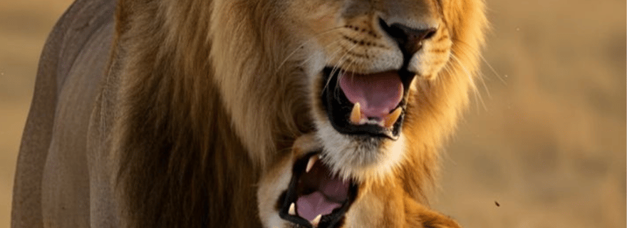 Circuit de 3 jours au cap Agulhas, safari et vignobles