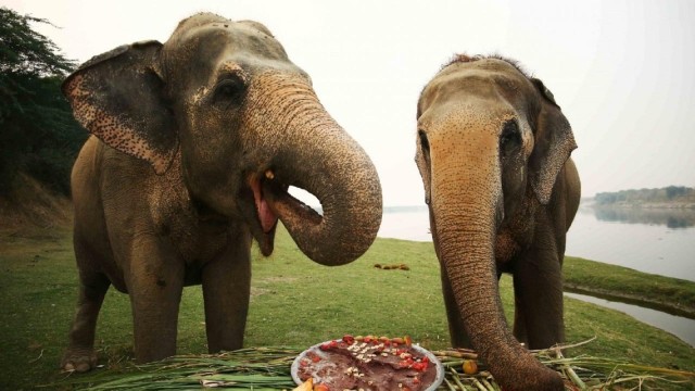 Visit Taj Mahal Sunrise Tour with Elephant or Bear Rescued Centre in Lenggeng, Negeri Sembilan, Malaysia